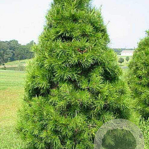 Pinus virginiana 'Top Knott' 25-30 cm 7,5L