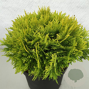 Thuja occ. 'Amber Glow' 20-25 cm 3,0L