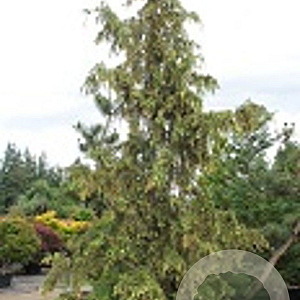 Xanthocyparis nootkatensis 'Gloria Palonica' 100-120 cm 7,5L