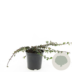 Cotoneaster dam. 'Mooncreeper' GM P9