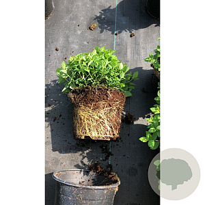 Spiraea jap. 'Japanese Dwarf' 20-25 cm C1.5