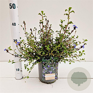 Ceratostigma griffithii 25-30 cm 2,5L