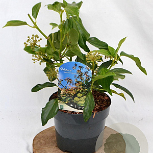 Hedera colchica 'Fall Favourite' 25-40 cm 3,0L