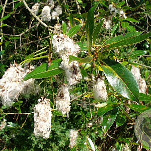 Salix pentandra 300-350 cm draadkluit meerstammig