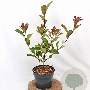 Photinia fraseri Louise 30-40 cm 3,0L