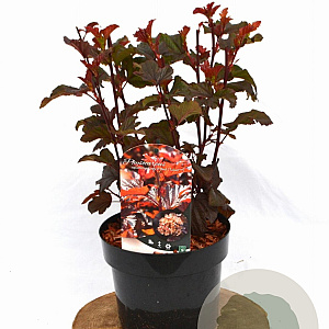 Physocarpus opulif. Lady in Red 30-50 cm 3,0L