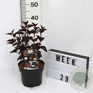 Physocarpus opulif. Panther 30-50 cm 3,0L