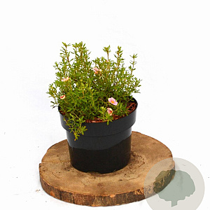 Potentilla f. 'Pretty Polly' 20-25 cm 2,0L