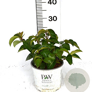 Viburnum Shiny Dancer 30-40 cm 3,0L