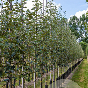 Sorbus intermedia 'Brouwers' 10-12 HO draadkluit