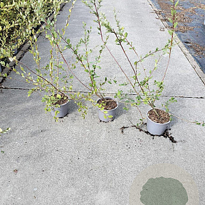 Salix aurita 40-60 cm 2,0L