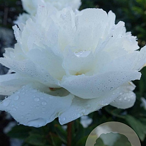 Paeonia (LD) 'Avalanche' 15-20 cm 3,0L