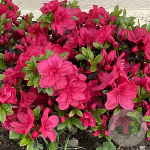 Rhododendron (AJ) 'Lily Marleen' 25-30 cm 4,0L