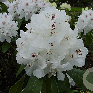 Rhododendron 'Schneebukett' 25-30 cm 2,0L