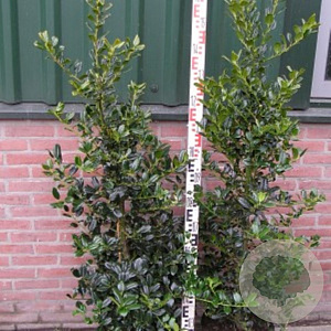 Ilex aquifolium 'J. C. van Tol' 40-50 cm 5,0L