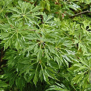 Acer japonicum 'Green Cascade' 200-250 cm cont. 180L breed