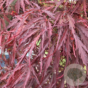 Acer pal. 'Tamukeyama' 160 cm stam 20L