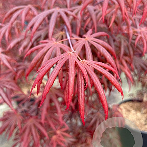 Acer pal. 'Trompenburg' 125-150 cm 20L