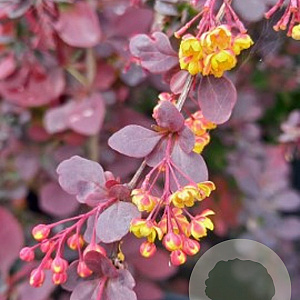 Berberis ott. 'Auricoma' 100-125 cm 20L