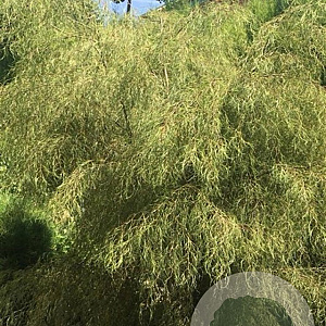 Betula p. 'Karaca' 125-150 cm 20L BEVEERD