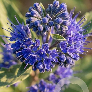 Caryopteris cland. 'Dark Knight' 40-50 cm 5,0L