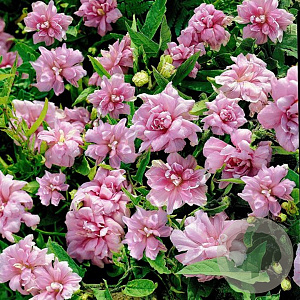 Calystegia hederacea 'Flore Pleno' 200-250 cm 20L 3 stok