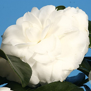 Camellia j. 'Matterhorn' 100-125 cm 20L