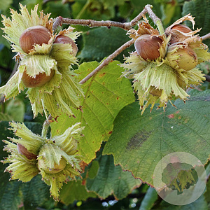 Corylus 'Lange Zellernuss' 175-200 cm 20L