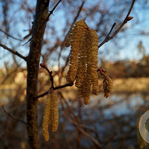 Corylus 'Roodpit Lambertsnoot' 175-200 cm 20L