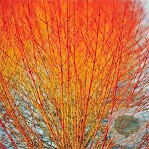 Cornus sang. 'Anny's Winter Orange' 150-175 cm 20L