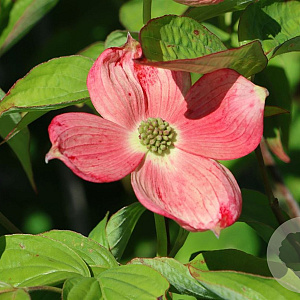 Cornus 'Soleil Rouge' 250-300 cm cont. 110L