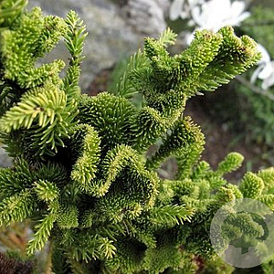 Cryptomeria j. 'Toad' 150-175 cm 20L
