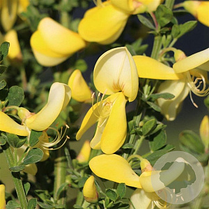 Cytisus 'Luna' 30-40 cm 3,0L