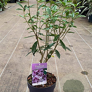 Daphne 'Spring Beauty' 125-150 cm 20L