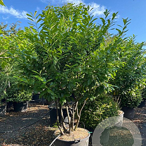 Ficus car. 'Goutte d'Or' 175-200 cm cont. 80L