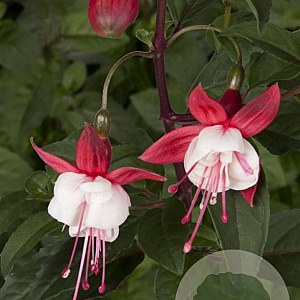 Fuchsia 'Snowcap' 30-40 cm 3,0L