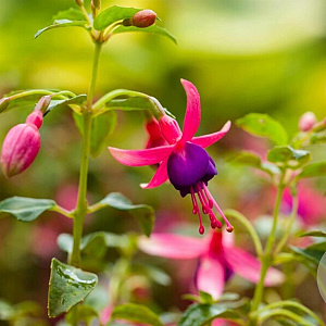 Fuchsia 'Tom Thumb' 30-40 cm 3,0L
