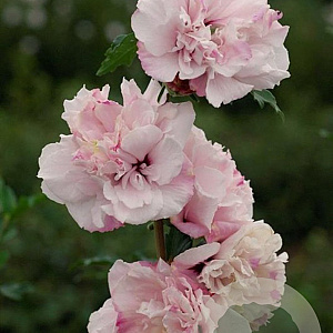 Hibiscus syr. French Cabaret Pastel 175-200 cm 50L
