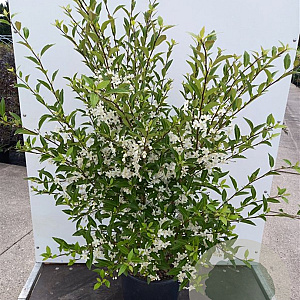 Hoheria sexstylosa 'Stardust' 125-150 cm 20L
