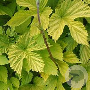 Humulus l. 'Aureus' 175-200 cm 20L 3 stok