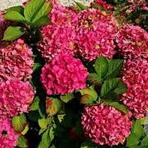 Hydrangea m. 'Alpenglühen' 60-80 cm 20L