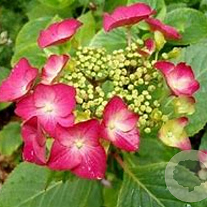 Hydrangea m. 'Rotkehlchen' 60-80 cm 20L
