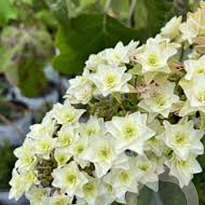 Hydrangea querc. 'Snowcicle' 100-125 cm 20L