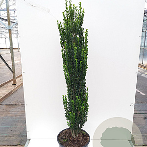 Ilex crenata 'Fastigiata' 100-125 cm 20L