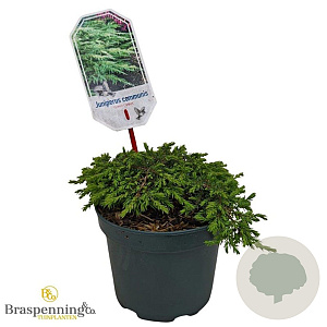 Juniperus comm. 'Green Carpet' 25-30 cm 2,0L