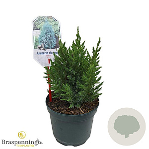 Juniperus chin. 'Stricta' 25-30 cm 2,0L