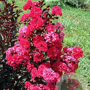 Lagerstroemia i. Double Dynamite 175-200 cm cont. 80L