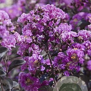 Lagerstroemia i. '18LI' 125-150 cm 20L