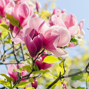 Magnolia soul. 'Satisfaction' 150-175 cm 20L