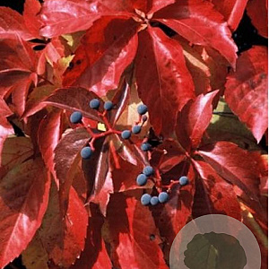 Parthenocissus q. Red Wall 200-250 cm 20L 3 stok